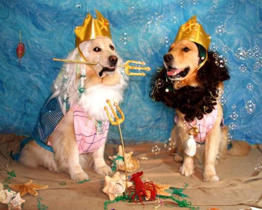 Beach Themed Dog Costume Ideas