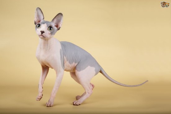 Sphynx