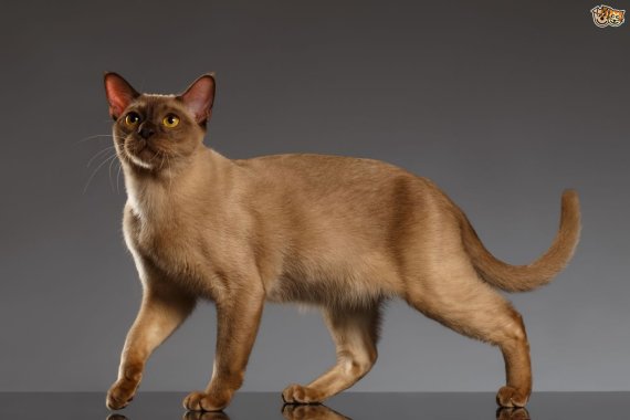 Burmese cat