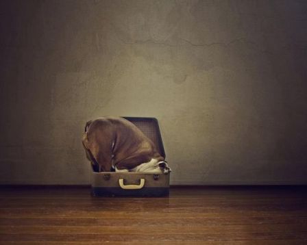 Bon Voyage (Dog Portraits from Photos)