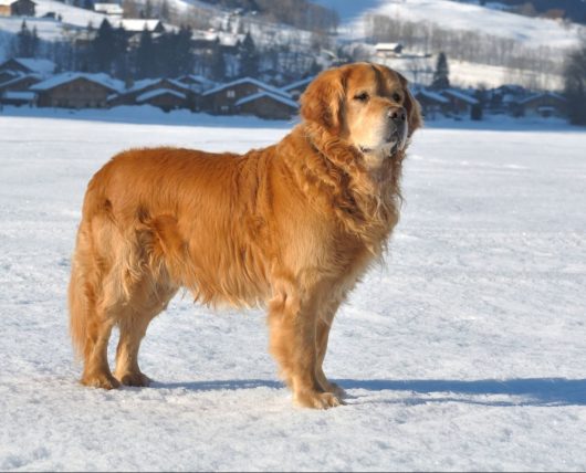 Curious & Confident Dog Body Language