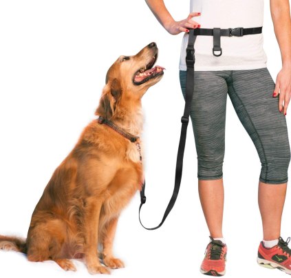 Choose a collar and leash - Leash Train a dog