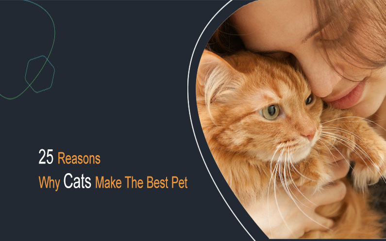 25 reasons why cats make the best pet
