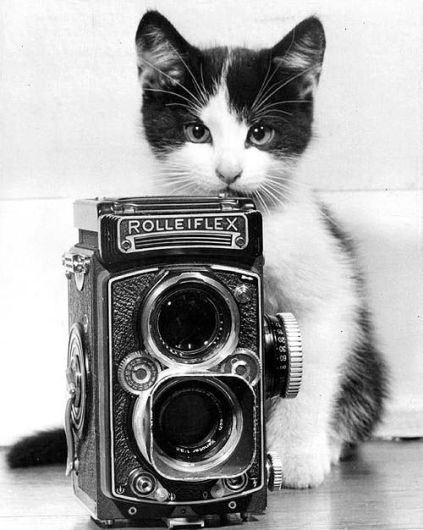 Always Have Your Camera Ready (Cat Photography Tips)