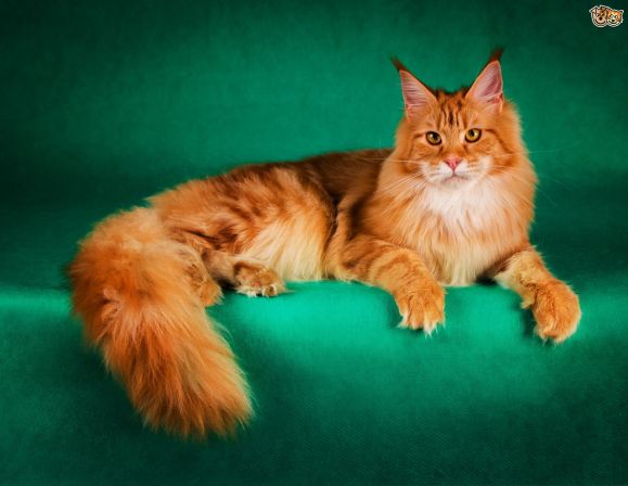 Maine Coon cat