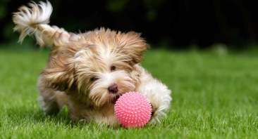 Image result for dog playing with squeaky toy