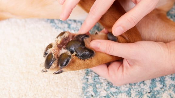 The Healthy Dog Feet