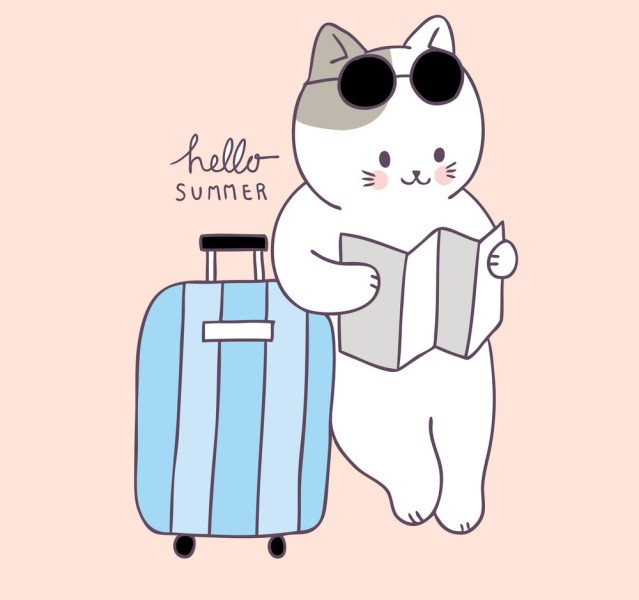 Cats like summer (TRAVEL WITH CAT: TIPS AND TRICKS)