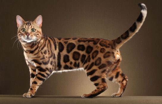 Bengal