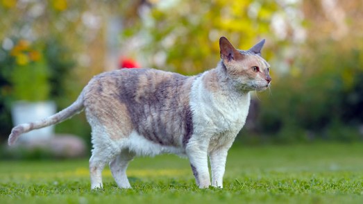 Cornish Rex (Best Cat Breeds)