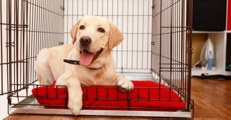 Crate Train Your Dog
