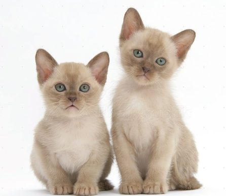 Seeking Attention (Cat Photography Tips)