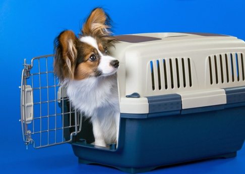 Plastic Dog Crate