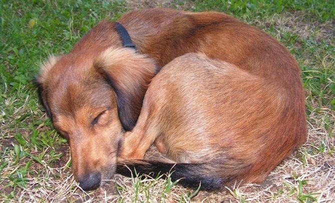 Dog Sleeping Twisting in a Ball
