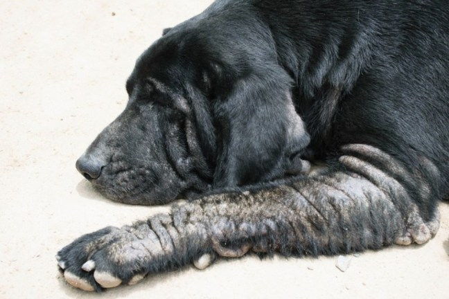 Fungal infection in Dogs