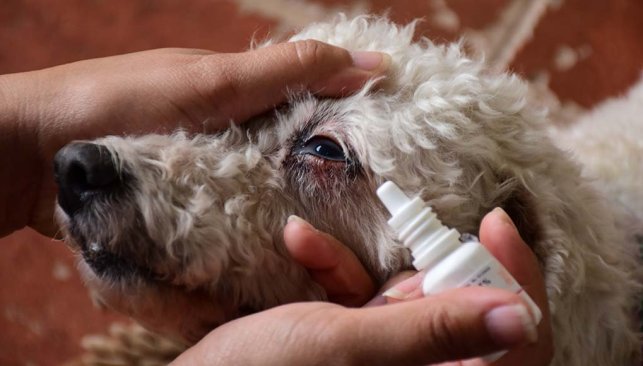 Antibiotic eye drops(Dry Eyes in Dog: Why Dogs Eyes have gone be Dry??)