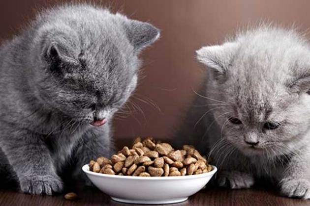 (Homemade Cat Food: 10 DIY Ideas)