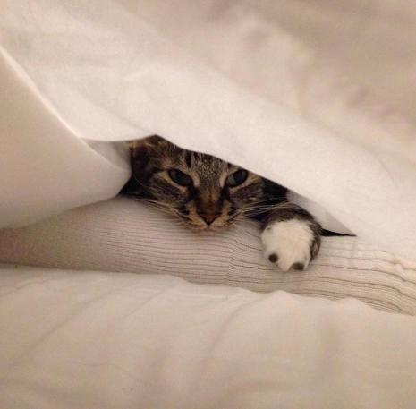 Patience Is Everything (Cat Photography Tips)