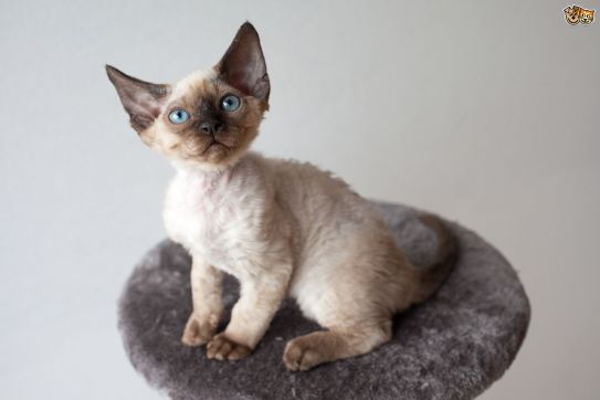 Devon Rex (Best Cat Breeds)