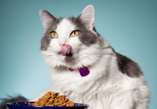 Food Allergies in Cats