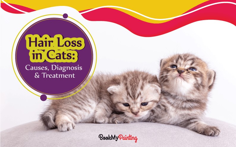 Huge Hair Loss in Cats: Causes, Diagnosis & Treatments (2020)