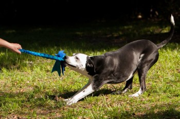 Image result for Pole toys with fleece