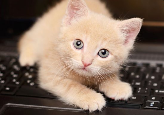 Cats rule the internet