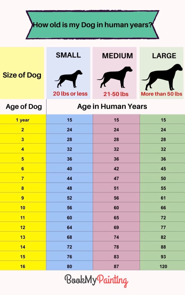 How Old is My Dog?