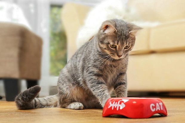 Due to Cat’s Diet (HAIR LOSS IN CATS)