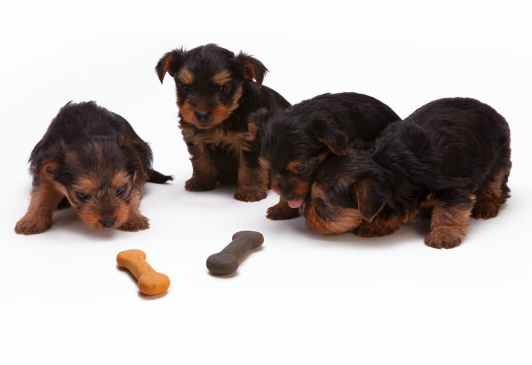 Dog diet of Puppies 