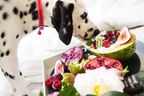 How Much Should Adult Dogs Eat?
