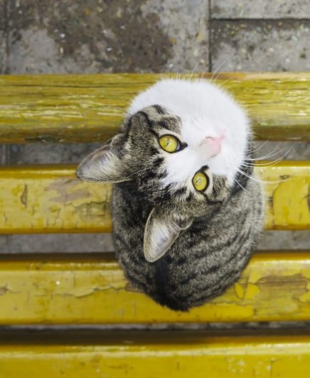 Highlight Their Eyes