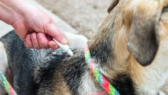 Ticks & Fleas on Dogs