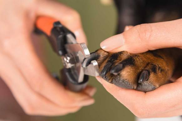 Trimming the Nails of a Dog