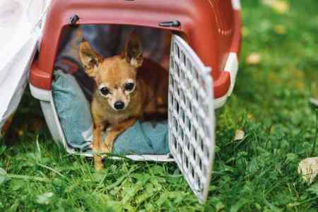 X-Small crates for dogs