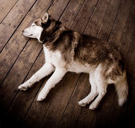 Dog Sleeping on side,Paws Outreached