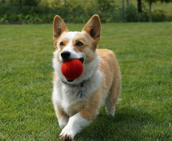 Image result for dog playing with balls