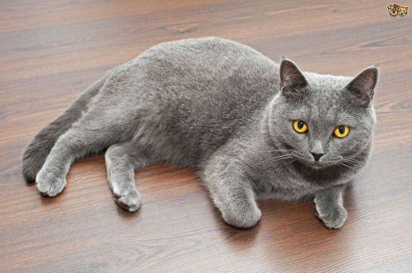 British Shorthair
