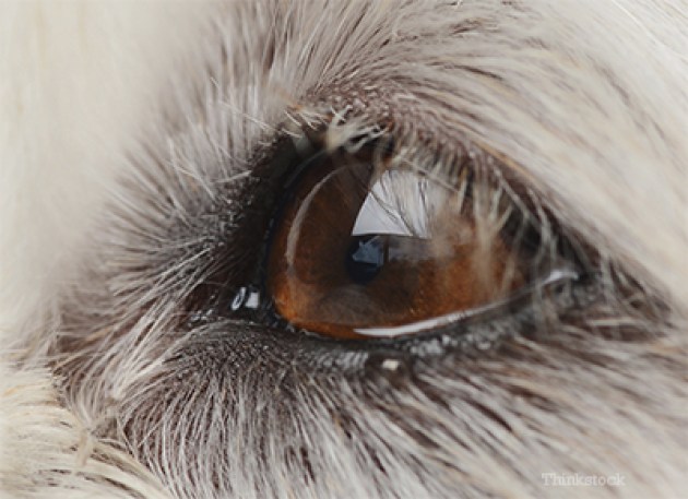 How is KCS diagnosed(Dry Eyes in Dog: Why Dogs Eyes have gone be Dry??)