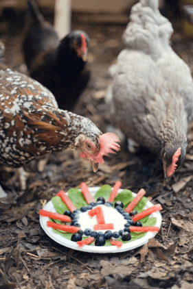 occasions to gift a pet portrait