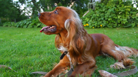 Use Wide Angles (Dog Portraits from Photos)